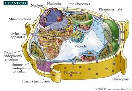 Maybe you would like to learn more about one of these? Gensther Tattoo Animal Cell Labelled Diagram Plant Cell Animal Cell Plasma Membrane