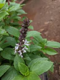Image result for Ocimum