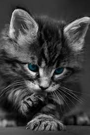 Cat Blue Eyes Iphone Wallpaper Kittens Kittens Cutest Cute Cat Gif