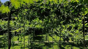 Image result for Vigna