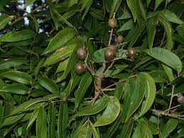 Image result for Sapindus saponaria