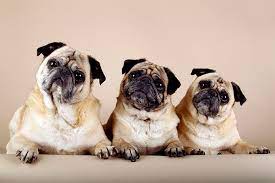 Pug Dog Breed Information Pictures Characteristics Facts Dogtime