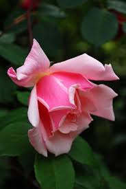 They are easiest to plant because you have a plant that is already growing. Pin On Rose Garden