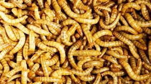 Baik itu dalam bentuk kartun, ataupun gambar biasa, hingga gambar yang di ambil dari wajah manusia sungguhan. 1000 Gambar Buah Apel Dimakan Ulat Terbaru Gambar Id