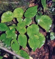 Image result for Begonia scutifolia