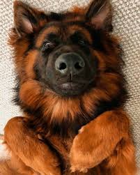 Black And Tan German Shepherd Puppies For Sale Pin By Tom Cyr On German Shepherd German Shepherd Dogs Famous Dogs Shepherd Dog Breeds