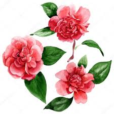 Pink Camellia Flowers Green Leaves Isolated White Watercolor Background Illustra Spon Green Leave Watercolor Background Botanical Flowers Flower Drawing
