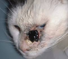 The dogs got a reward when they detected cancerous scents. Squamous Cell Carcinoma In Lacey Wa Dermatology Clinic For Animals