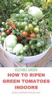 How To Ripen Green Tomatoes Indoors Ripen Green Tomatoes Growing Tomatoes Indoors Growing Tomatoes In Containers