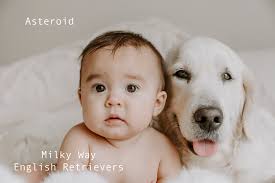 Free online seminars · trusted by 875,000 owners Silversword English Golden Retrievers Silversword Akc Registered English Golden Retrievers