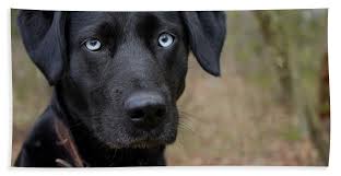 Black dog with blue eyes. Black Dog With Blue Eyes Lab Husky Mix Beach Sheet For Sale By Amy Patterson