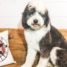 Aussiedoodle, bernedoodle, and sheepadoodle puppies available, and upcoming litters. Sheepadoodle Puppies For Sale In Texas
