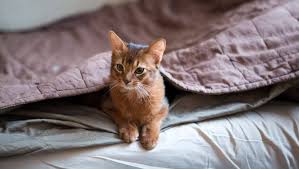 Die somali katze stammt aus nordafrika und ist der abessinier katze sehr ähnlich. Somali Katze Rassebeschreibung Purina