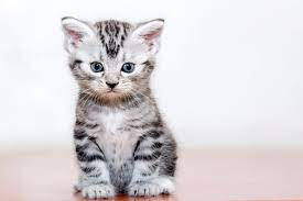 Weights can vary a great deal, of course, especially between male and female kittens. American Shorthair Charakter Haltung Pflege Zooplus