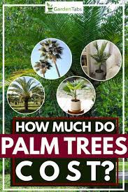 The california fan palm grows up to 75 feet tall. How Much Do Palm Trees Cost Garden Tabs