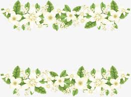 Romantic White Jasmine Border Vector Png Wedding Border Romantic Vector Png Transparent Clipart Image And Psd File For Free Download Flower Backround Jasmine Flower Color Pencil Illustration
