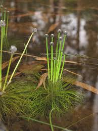 Image result for Eriocaulon setaceum