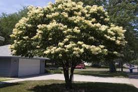 Pin On Trees For Your Landscape