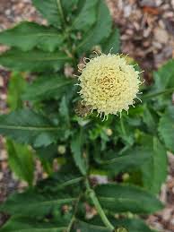 Image result for Cephalaria pungens