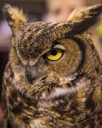 Happy Bird Day, Owls! Celebrating Stella's 10th year with Temple 🦉🎉  Stella, the great horned owl, serves as an Education Ambassador for  @elmwoodparkzoo and has been Temple University's Live Mascot since 2013!