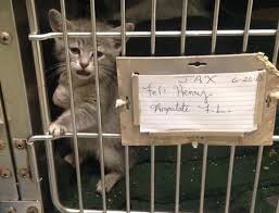 Jacksonville Animal Shelter Penampungan Hewan Hewan