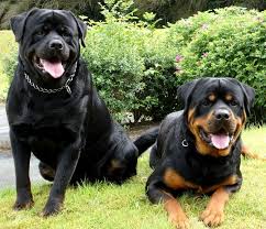 pin by kopek dunyasi on rottweilers best dogs ever in 2021 huge dogs rottweiler dog rottweiler love
