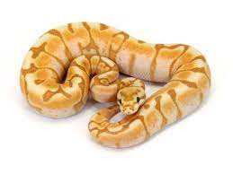 Ball Python Banana Enchi Cinnamon Spidernnamon Spider Ball Python Ball Python Morphs Pet Snake