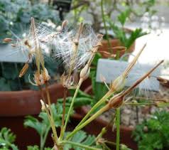 Image result for Pelargonium alchemilloides