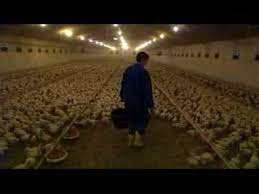 Rather than stay in the city, they flee to the country where they start a farmi. Our Daily Bread 2 Youtube