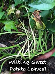 Not a lot of discoloration, the leaves just lose turgidity and go limp. Wilting Sweet Potato Leaves Sweet Potato Leaves Yellow Leaves Sweet Potato