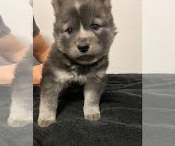 Husky goldfields & welkom, pure bred siberian husky puppies for sale, they are vaccinated and dewormed. Puppies For Sale Near Denver Colorado Usa Page 1 10 Per Page Puppyfinder Com