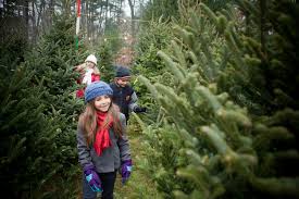 1791 old country road cr58 riverhead ny 11901. Long Island Christmas Tree Farm Guide 2016