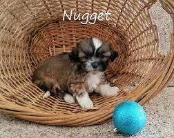 Teddy Bear Puppies For Sale In Wisconsin Find Teddy Bear Puppies For Sale In Wisconsin Minnesota And Illinois Teddy Bear Puppies Puppies Bear Puppy