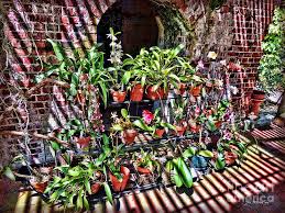 This is one of the area's few tourist attractions with no admission charge, since the key west garden club. Key West Garden Club Pots Photograph By Joan Minchak