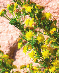 Image result for Euryops subcarnosus