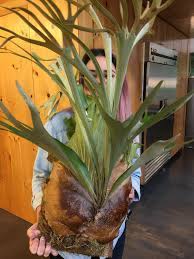 Staghorn fern care is easy with these best practices for watering, misting, light needs, fertilizing, and mounting. A Friends Gifted Me A Pup Of A Staghorn Fern That His Family Has Had Since The 60s Look At This Beauty What An Amazing Treasure Plants