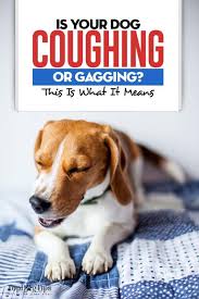 Dog Coughing And Gagging Here S Why And What To Do Dog Coughing And Gagging Dog Coughing Dog Cough Remedies
