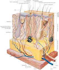 Den største av kjertlene i kroppen er leveren. Huden Store Medisinske Leksikon