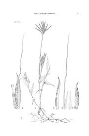 Image result for Arthraxon lancifolius