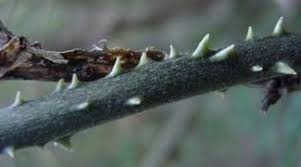 Image result for Dioscorea dregeana