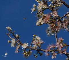 Check spelling or type a new query. Succulent Design Edible Flowers Central Texas Gardener