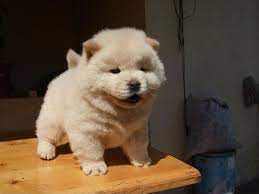Pin On Pups