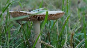 This mushroom is found throughout north america in wooded areas. Mushrooms In Your Yard Could Be Poisonous To Dogs Abc13 Houston