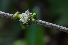 Image result for Cassipourea mollis