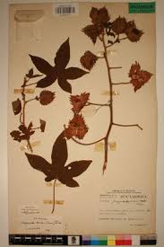 Image result for Gossypioides kirkii