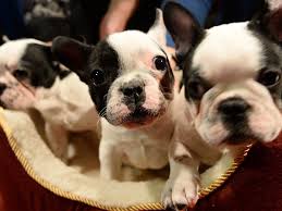 How to stop your french bulldog barking. Here S What Dogs See When They Watch Television The Independent The Independent