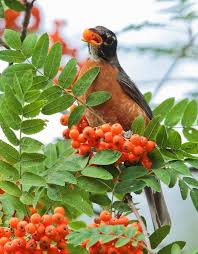 American Robin Eating Berries Of Mountain Ash Beautiful Birds Mountain Ash Birds