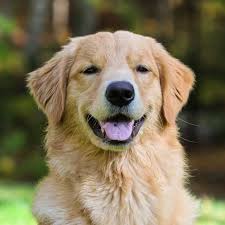 Image result for golden retriever