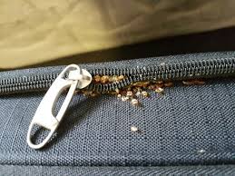 Image result for bed bugs eggs
