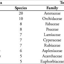 Image result for Alchornea hirtella